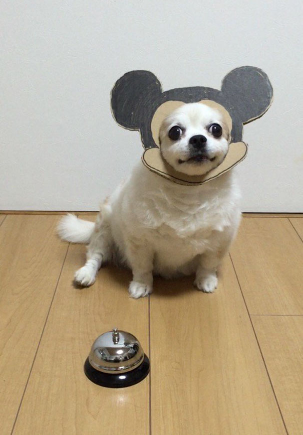 dog17 culturainquieta