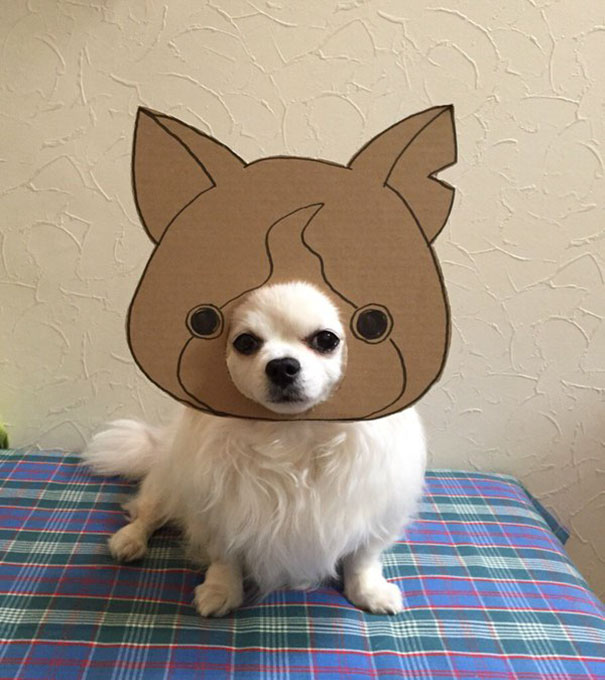 dog18 culturainquieta