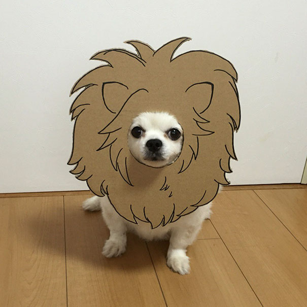 dog4 culturainquieta