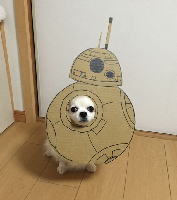 dog5 culturainquieta