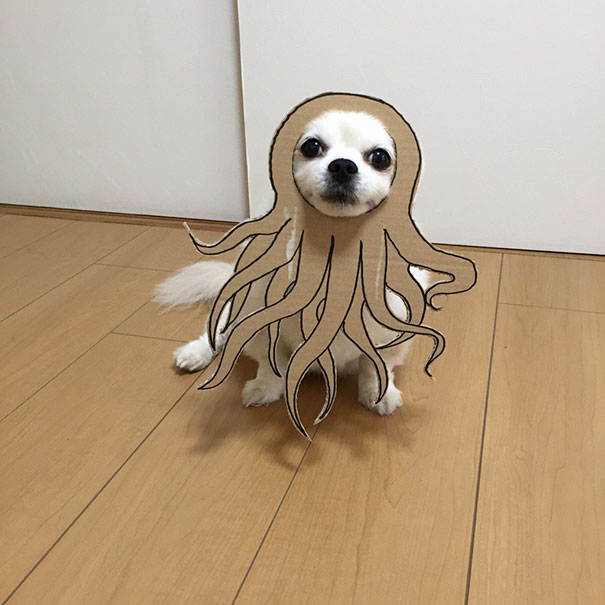 dog6 culturainquieta