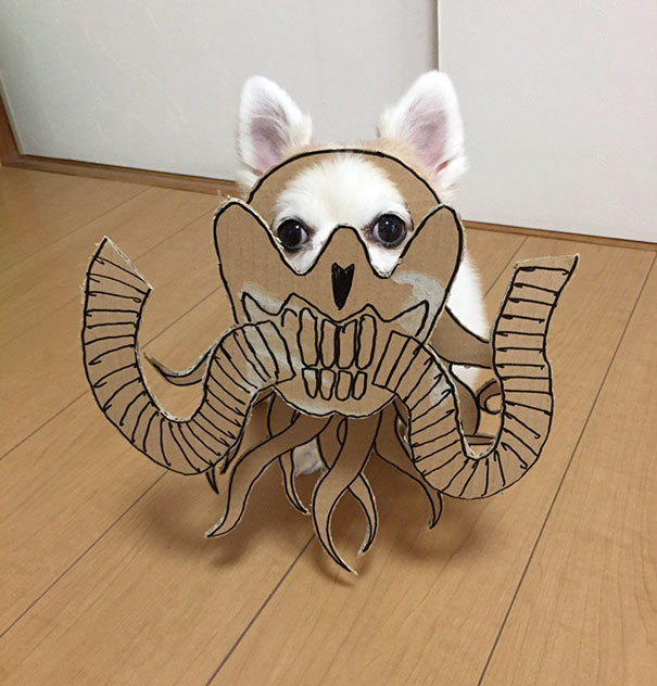 dog7 culturainquieta