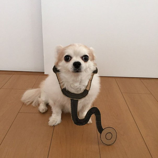 dog8 culturainquieta