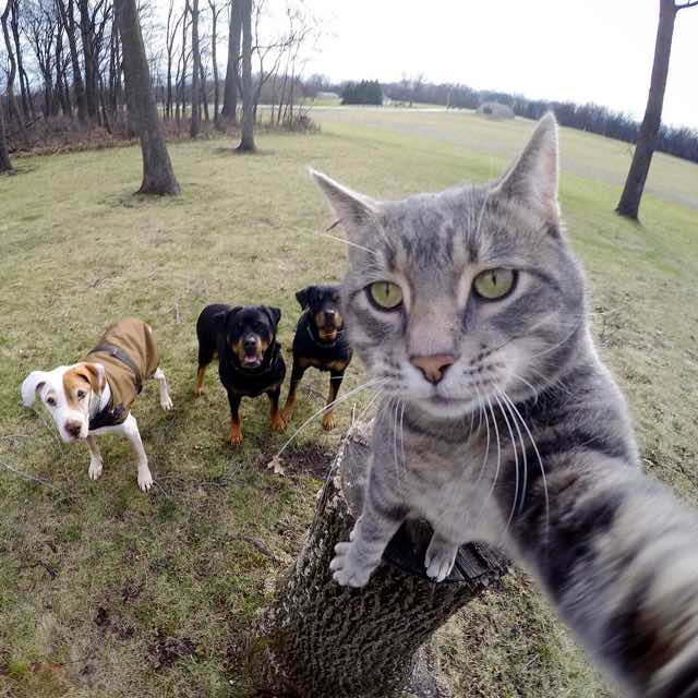 selfie cat with gopro camera