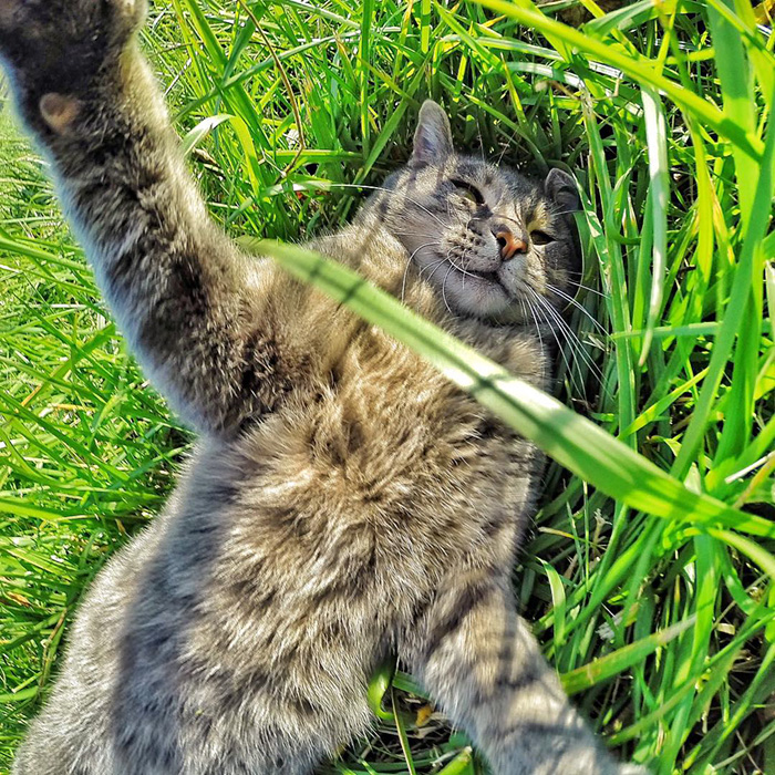 selfie cat with gopro camera10