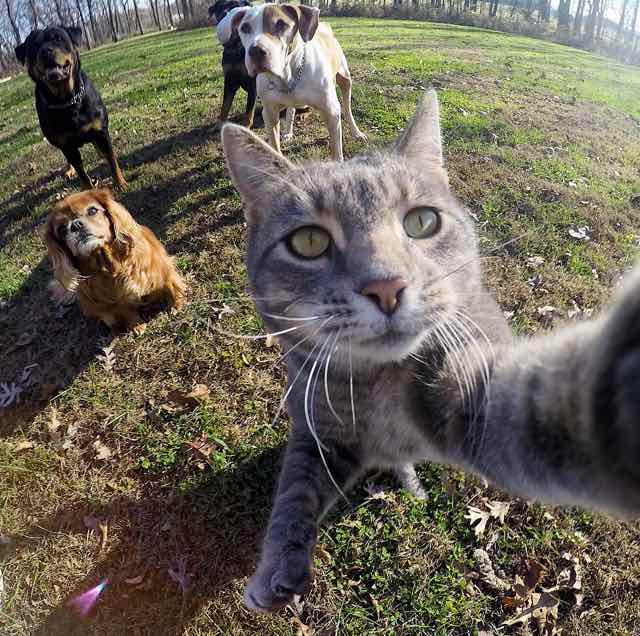 selfie cat with gopro camera2