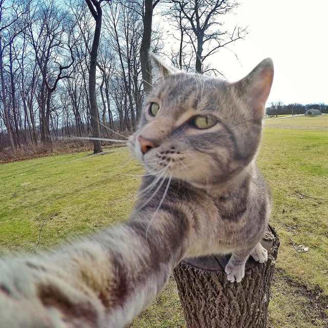 selfie cat with gopro camera3