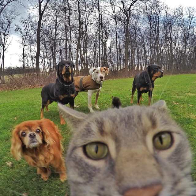 selfie cat with gopro camera4