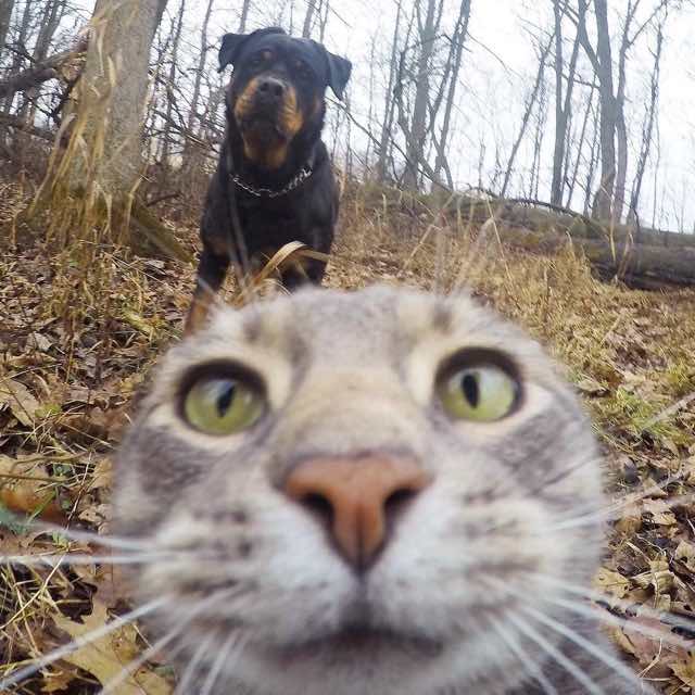 selfie cat with gopro camera5