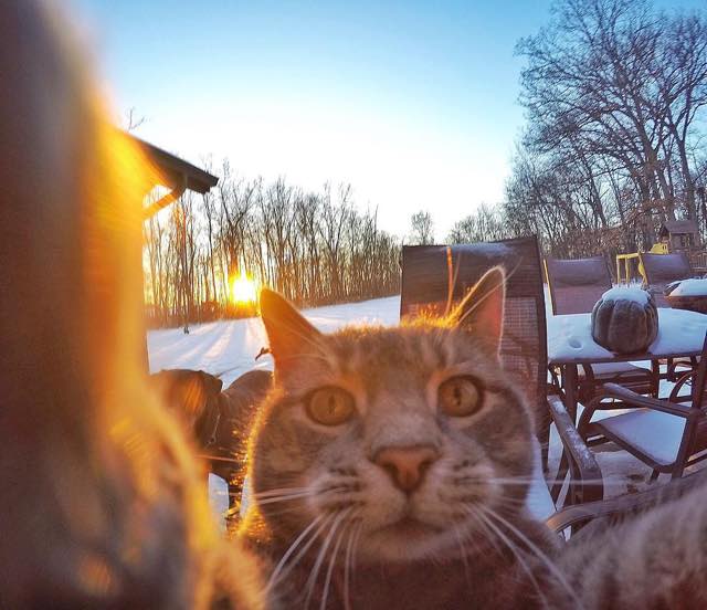 selfie cat with gopro camera6