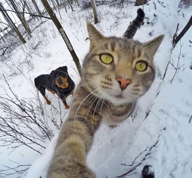 selfie cat with gopro camera7