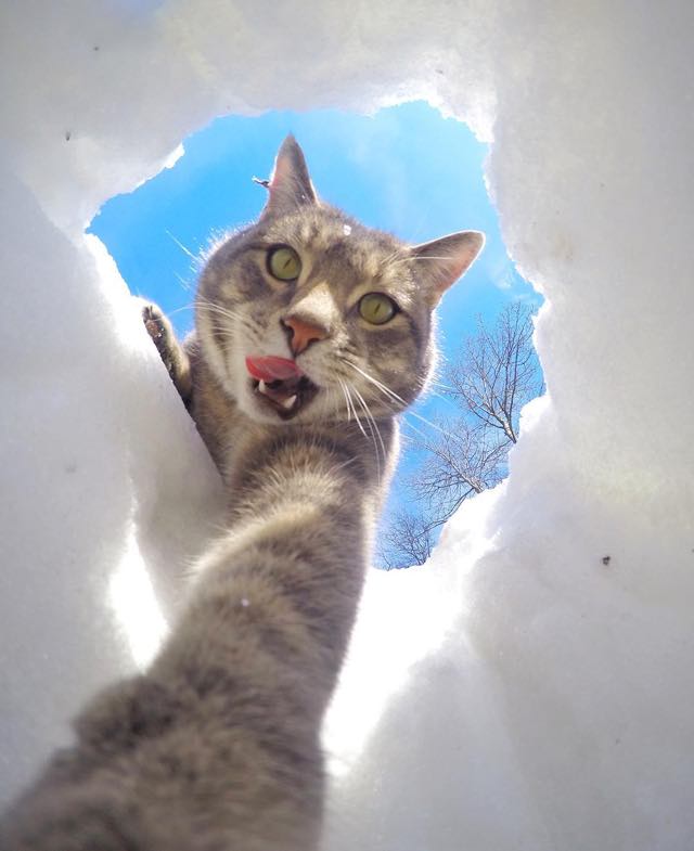selfie cat with gopro camera8