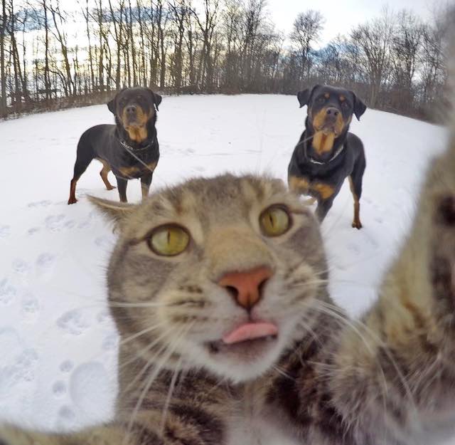 selfie cat with gopro camera9