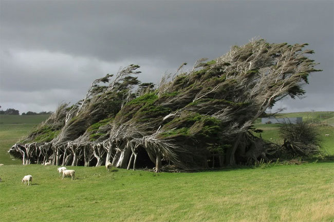 slope point arbol 01
