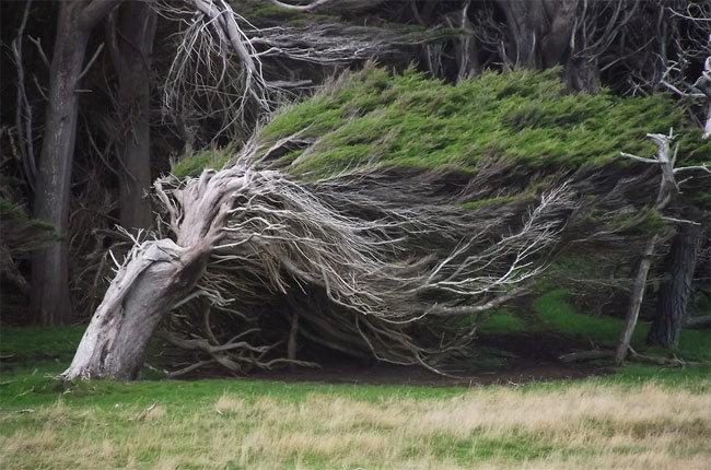 slope point arbol 02