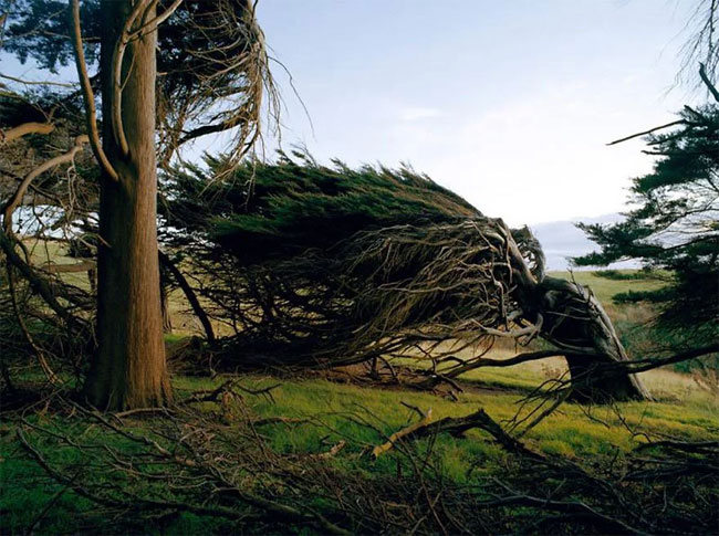 slope point arbol 03