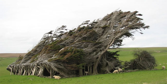 slope point arbol 05