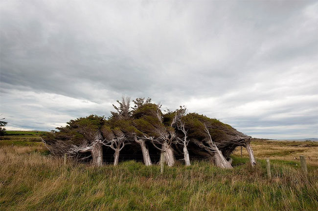 slope point arbol 06
