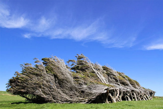 slope point arbol 07
