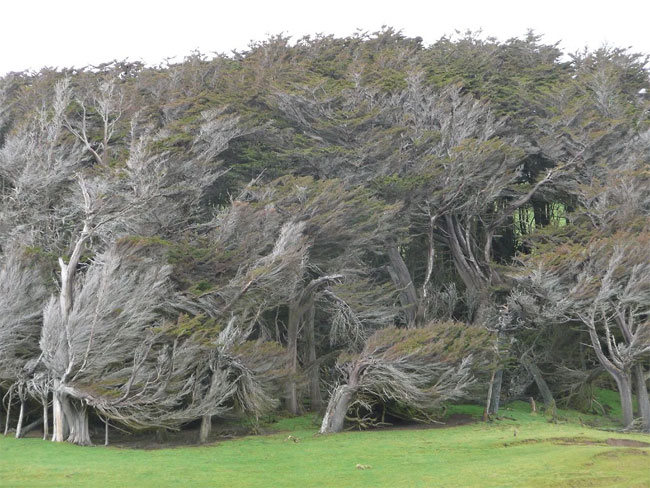slope point arbol 08