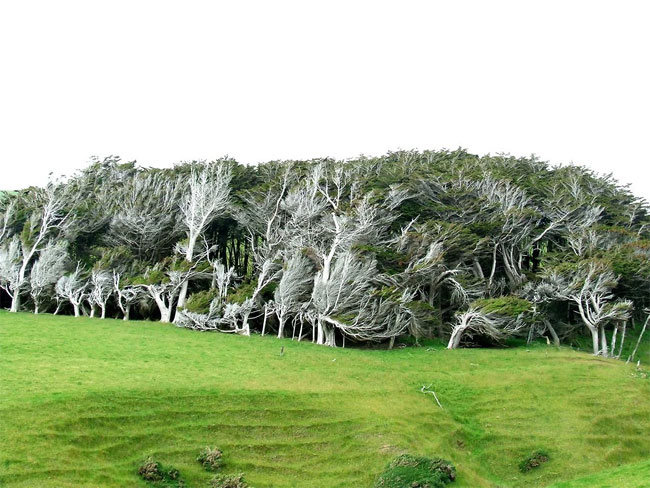 slope point arbol 09