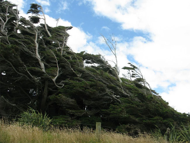 slope point arbol 10