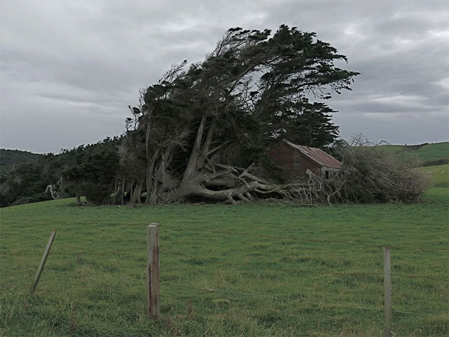 slope point arbol 11