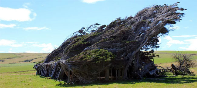 slope point arbol 12