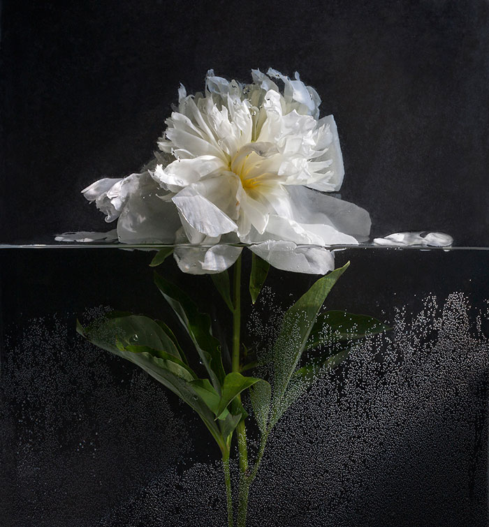 Peonia II foto de Pilar Pequeno
