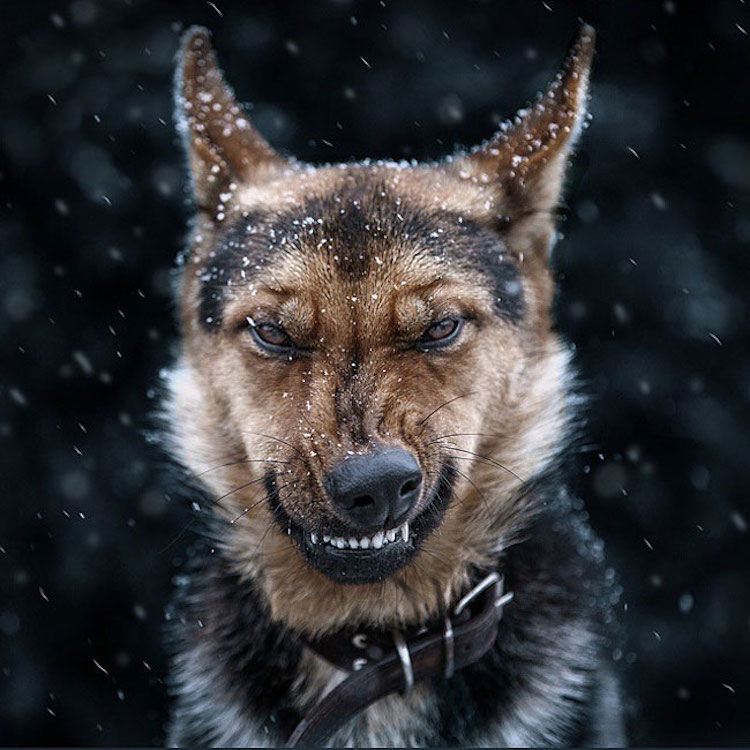 SergeyPolyushko animals 01