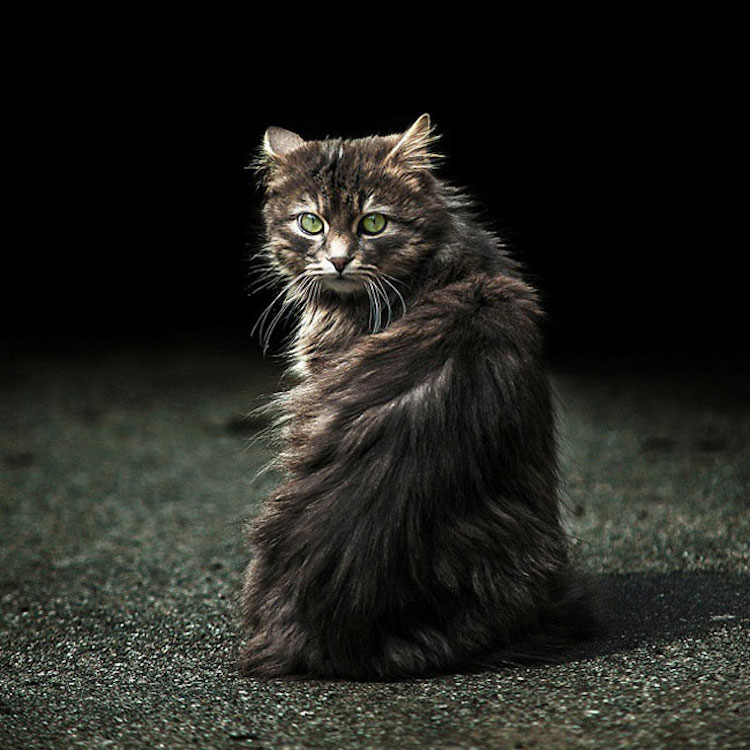 SergeyPolyushko animals 02