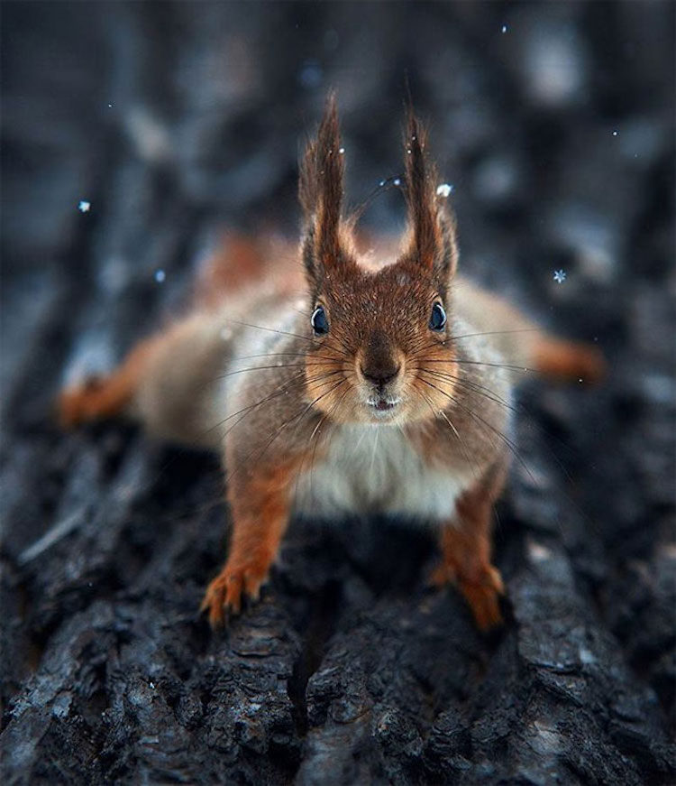 SergeyPolyushko animals 04