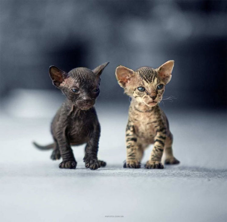 SergeyPolyushko animals 05