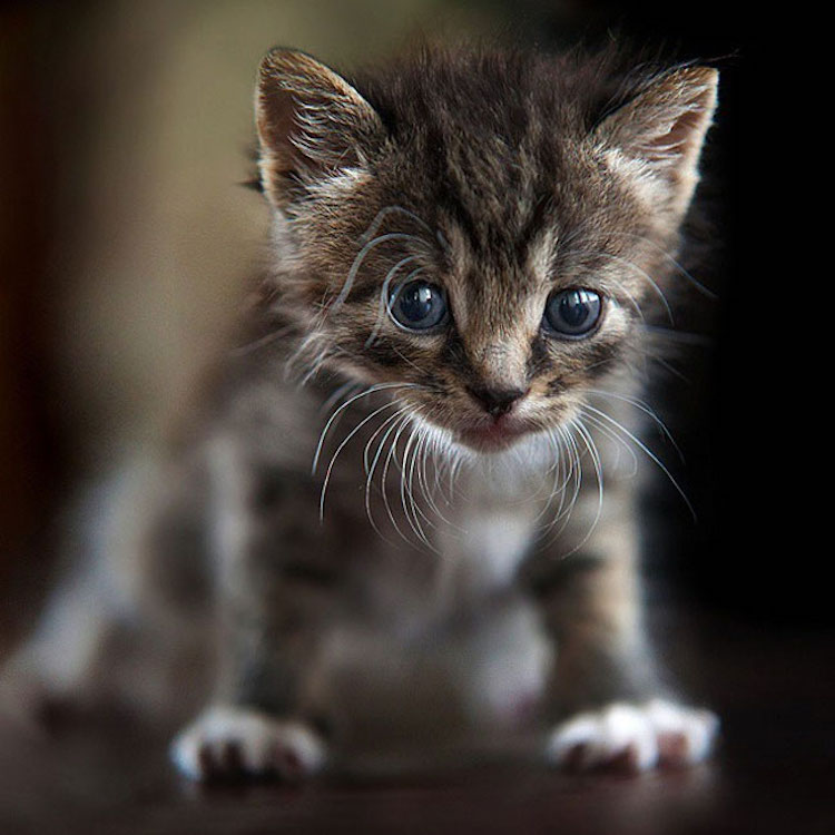 SergeyPolyushko animals 06