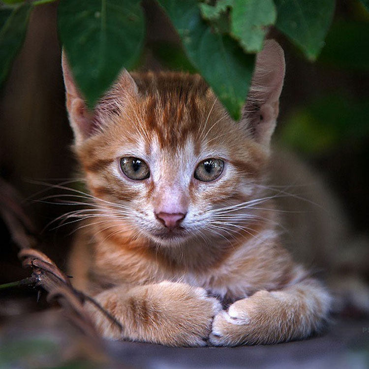 SergeyPolyushko animals 07