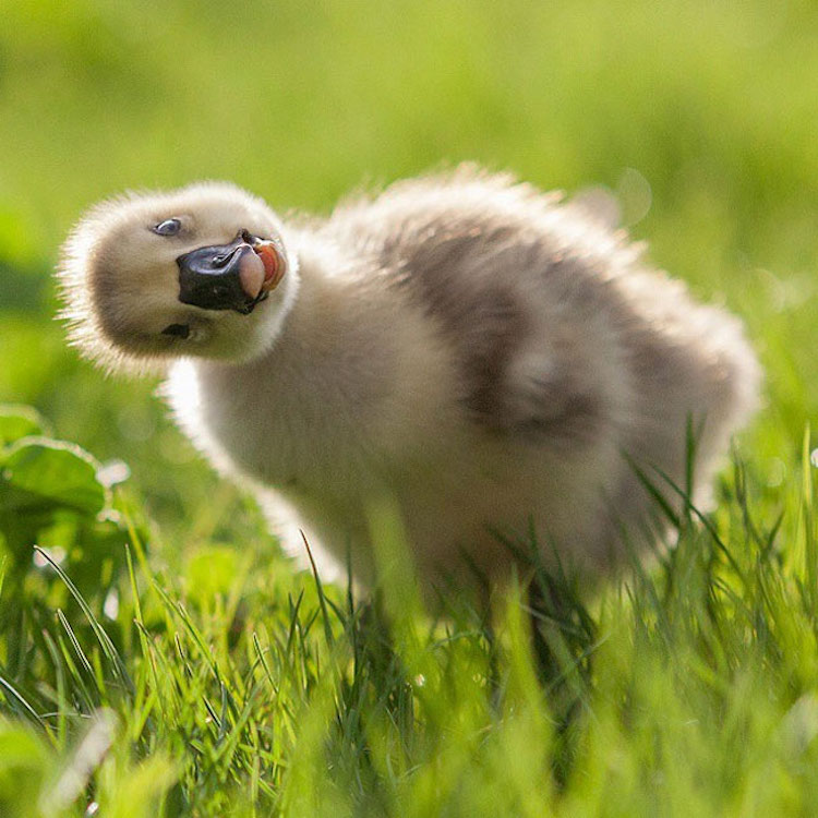 SergeyPolyushko animals 08
