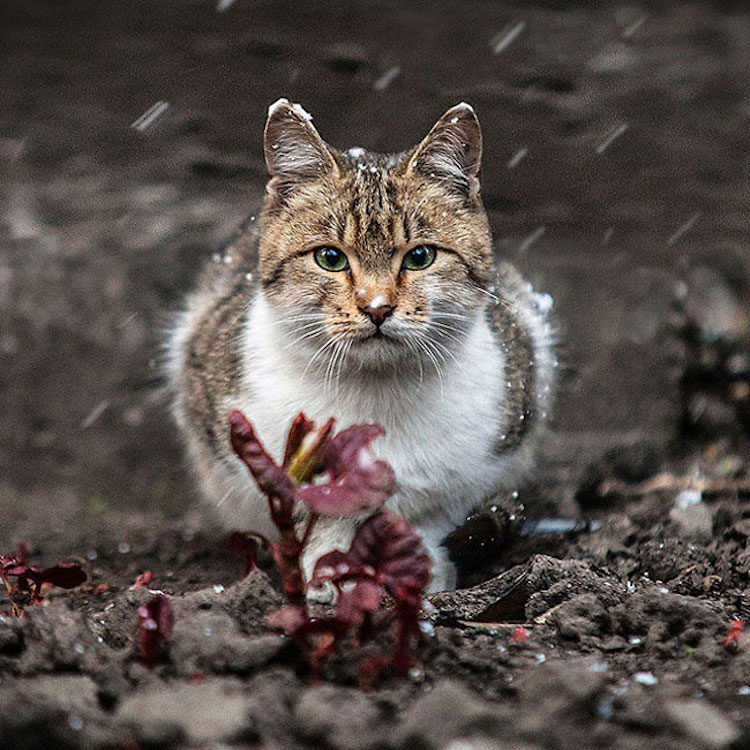 SergeyPolyushko animals 09