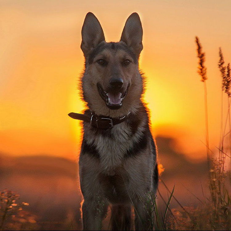 SergeyPolyushko animals 10