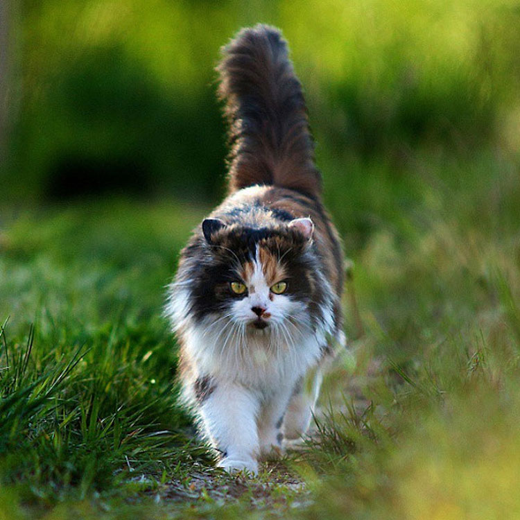 SergeyPolyushko animals 11