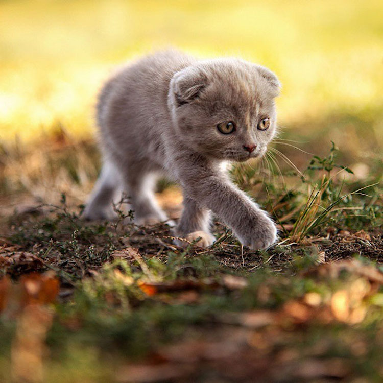 SergeyPolyushko animals 12