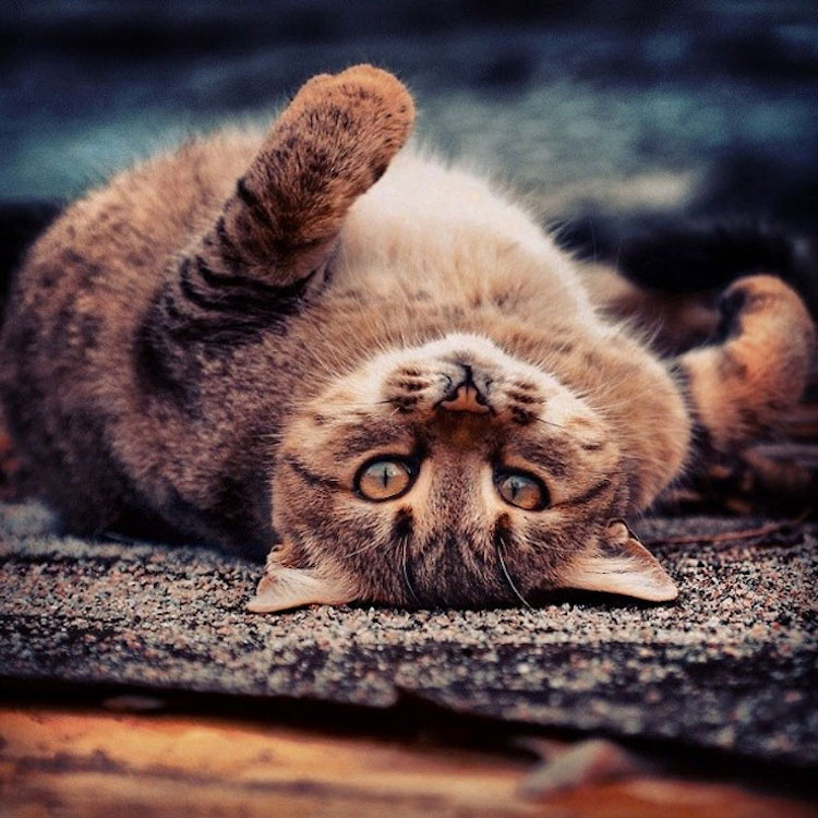 SergeyPolyushko animals 13