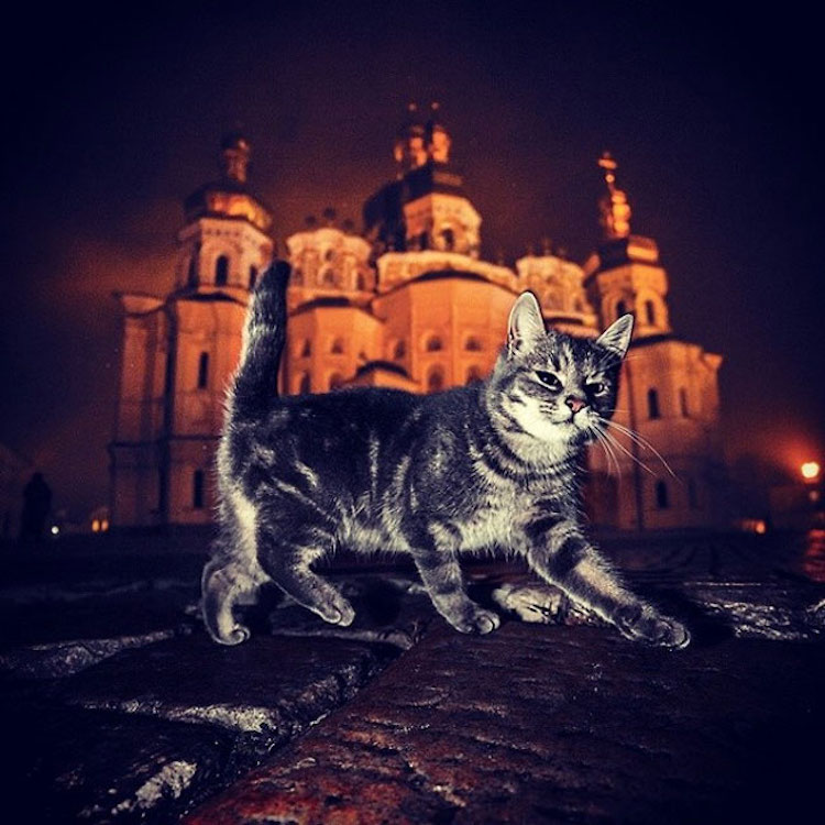 SergeyPolyushko animals 14