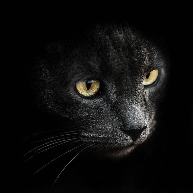 SergeyPolyushko animals 15