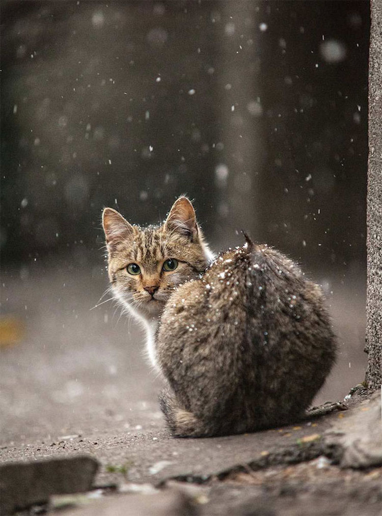 SergeyPolyushko animals 17