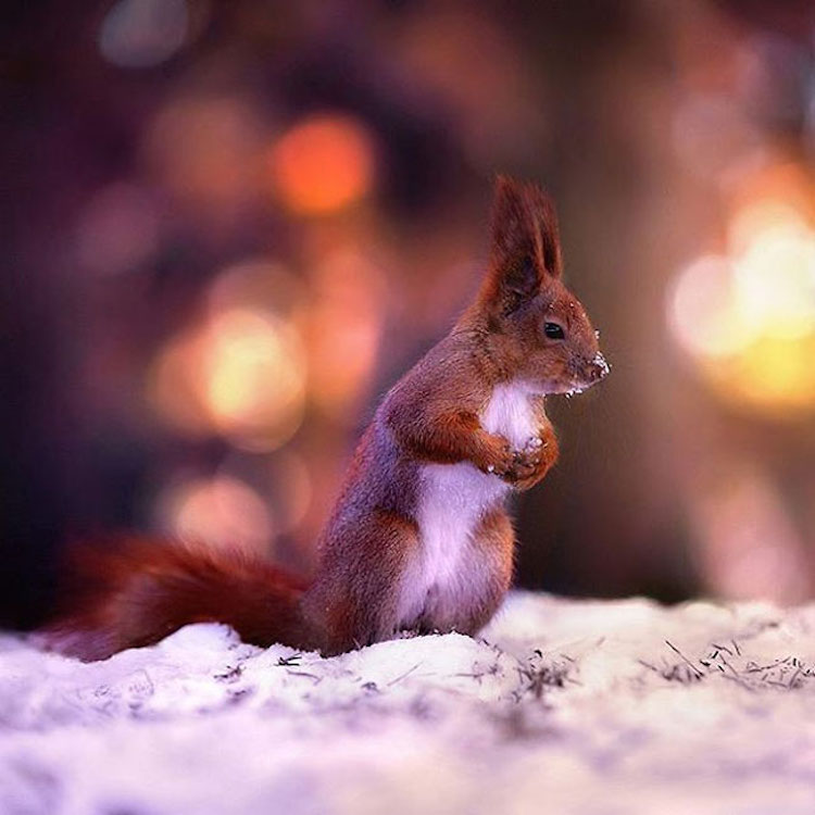 SergeyPolyushko animals 18