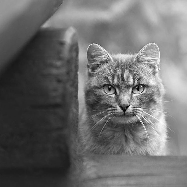 SergeyPolyushko animals 19