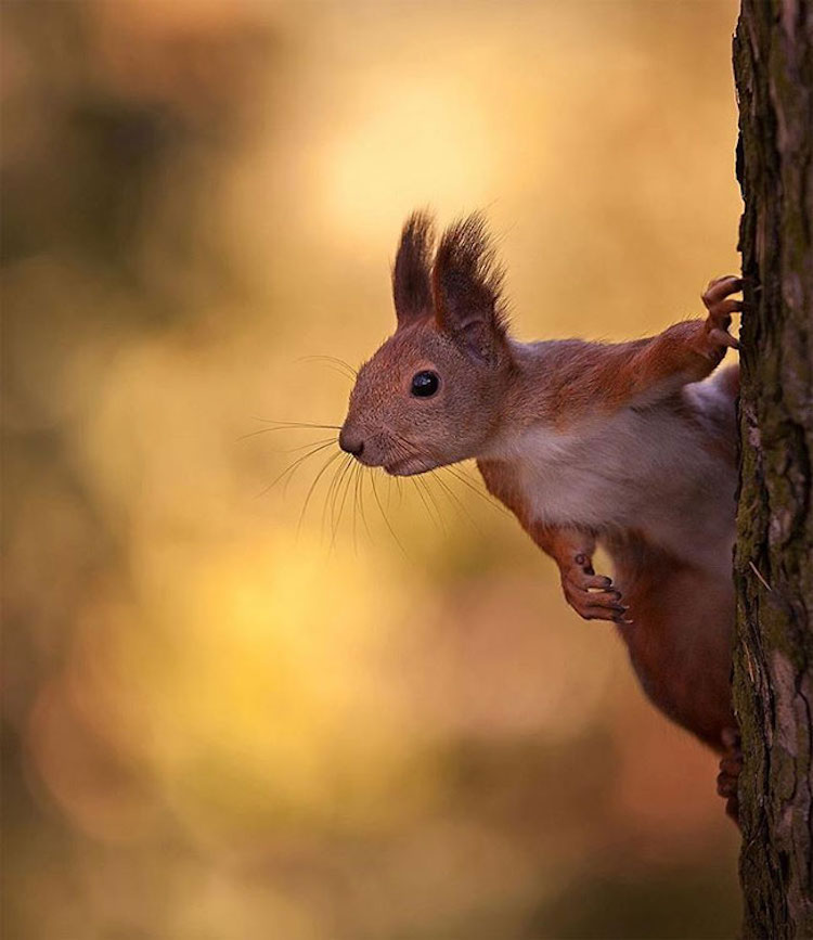 SergeyPolyushko animals 20