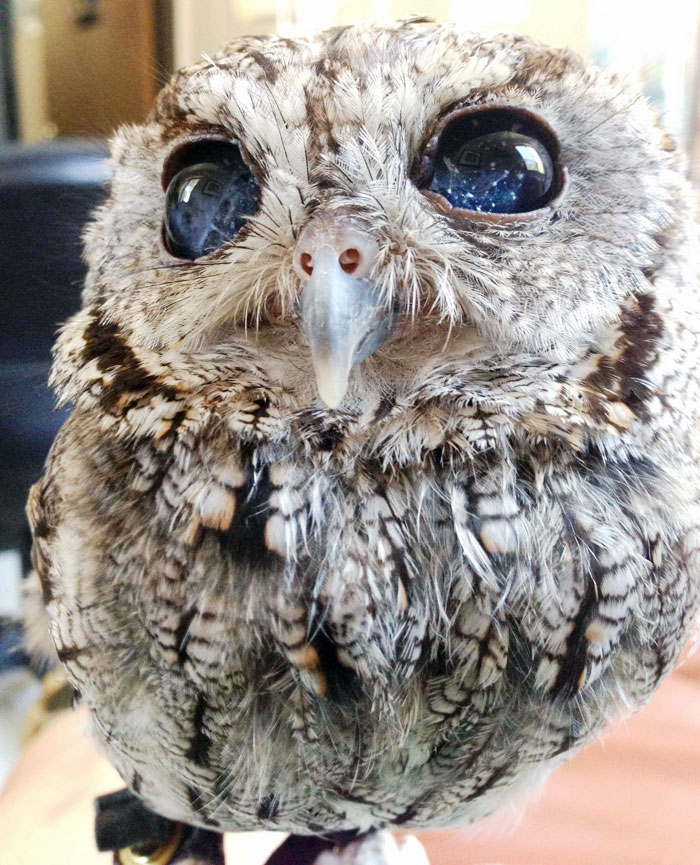 Zeus owl buho stars estrellas