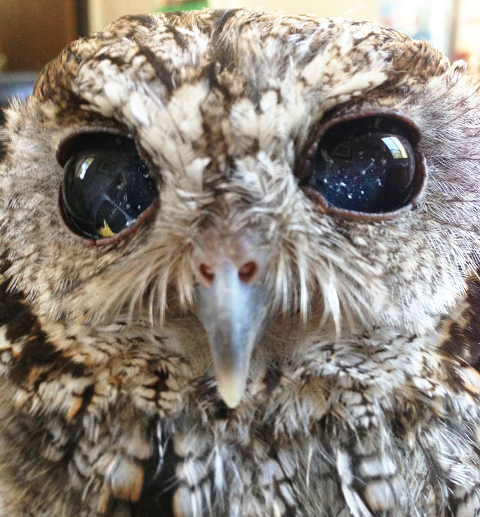Zeus owl buho stars estrellas 2
