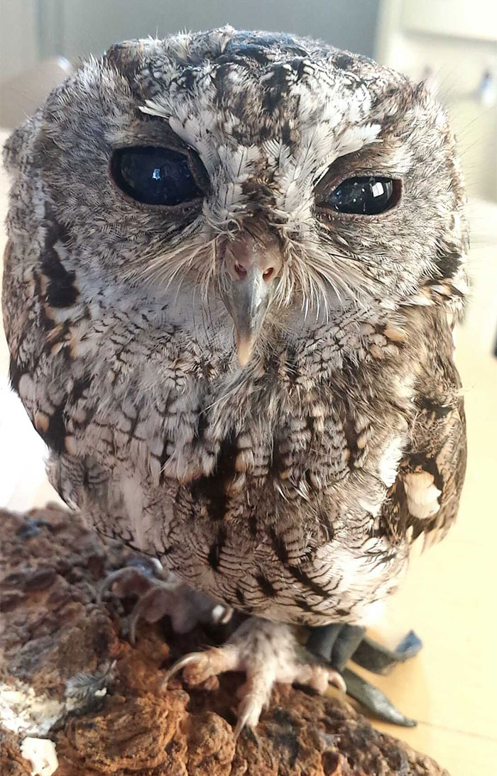 Zeus owl buho stars estrellas 3